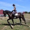 Friesian Cross Gelding for Sale USA