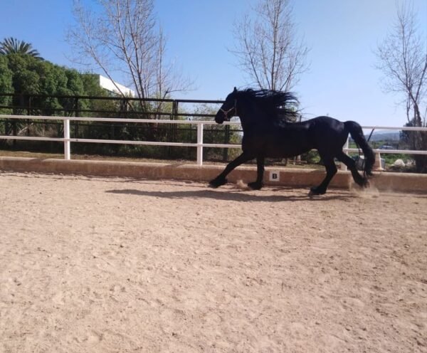 🐎 Friesian Stallion for Sale EU