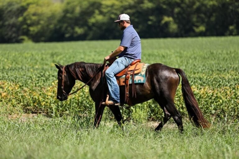 🐎 Friesian Sport Horse for Sale USA