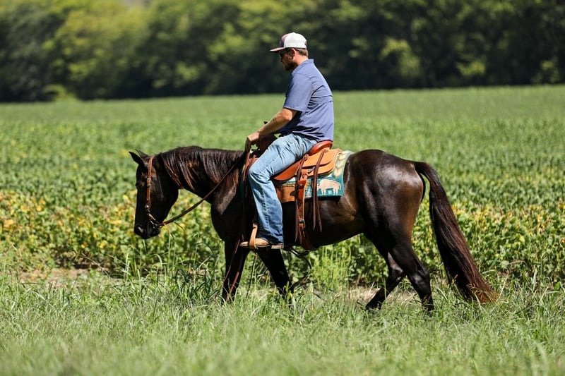 π Friesian Sport Horse for Sale USA