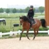 Arabian Mare for Sale Germany