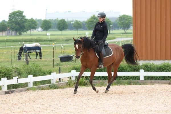 Arabian Mare for Sale Germany