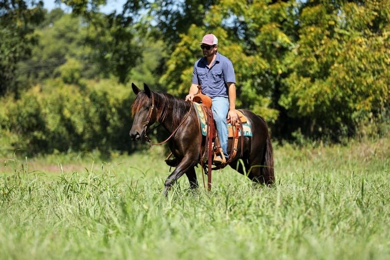 π Friesian Sport Horse for Sale USA