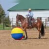 Friesian Gelding for Sale USA Friesian Gelding for Sale USA