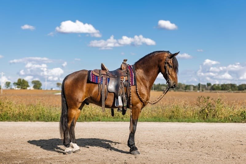 Friesian Cross Pony for Sale USA