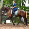🐎 Friesian Quarter Horse for Sale USA