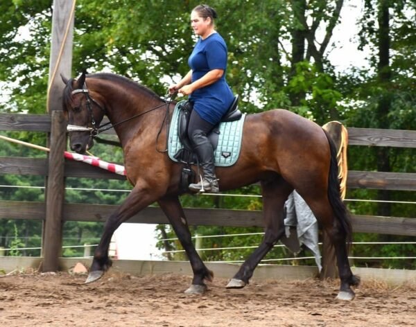 🐎 Friesian Quarter Horse for Sale USA