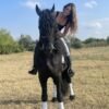 🐎 Friesian Stallion for Sale EU