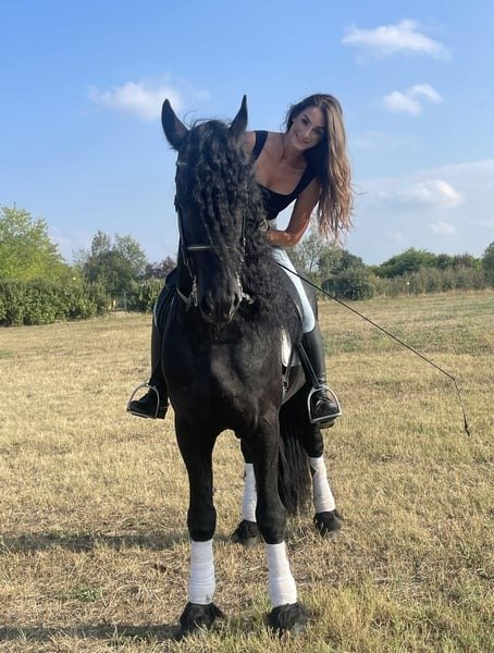 🐎 Friesian Stallion for Sale EU