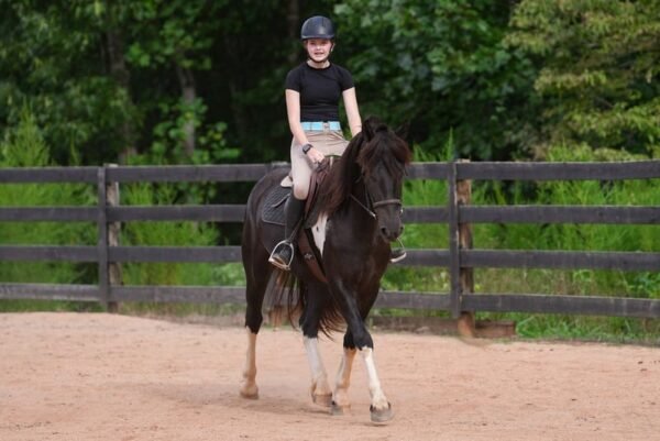 warlander mare for sale usa