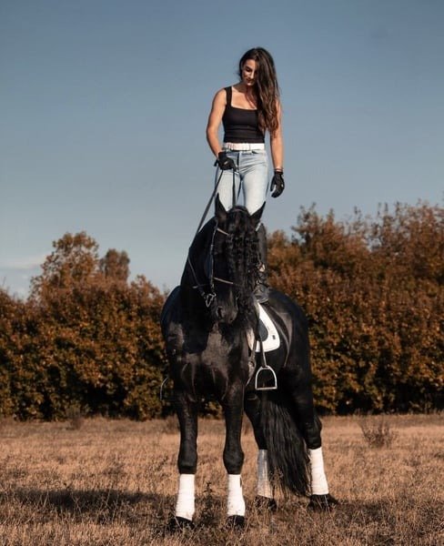 🐎 Friesian Stallion for Sale EU