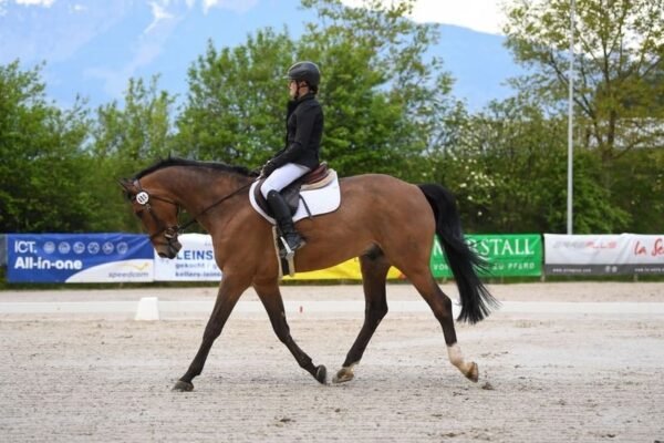 Hanoverian Warmblood Gelding for Sale Germany