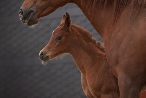 Arabian mare for sale Germany Arabian mare for sale Germany