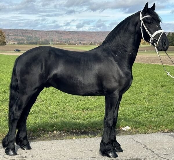 Friesian Gelding for Sale EU