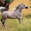 Arabian Gelding for Sale Germany