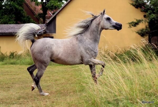 Arabian Gelding for Sale Germany