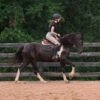 warlander mare for sale usa