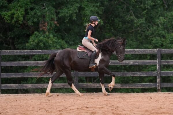 warlander mare for sale usa