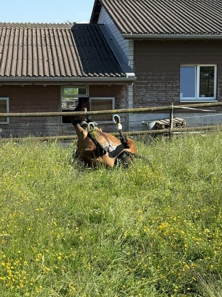 Hanoverian Warmblood Gelding for Sale Germany