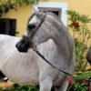 Arabian Gelding for Sale Germany