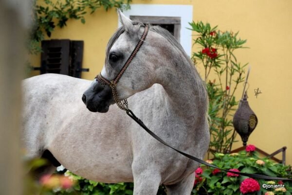 Arabian Gelding for Sale Germany
