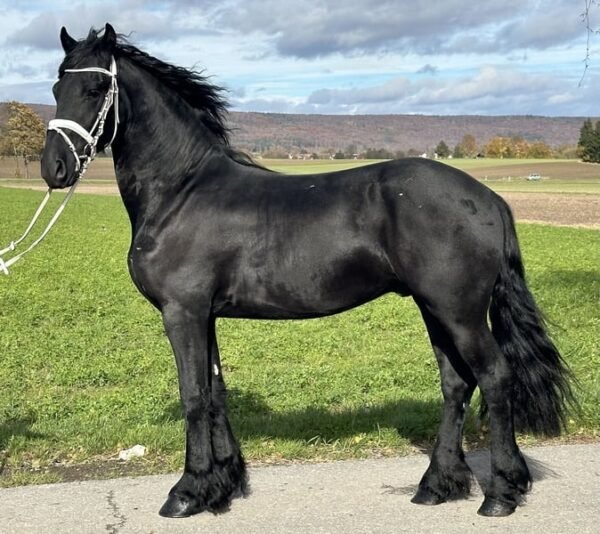 Friesian Gelding for Sale EU