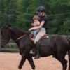 warlander mare for sale usa