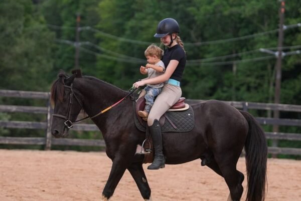 warlander mare for sale usa