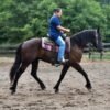 🐎 Friesian Quarter Horse for Sale USA