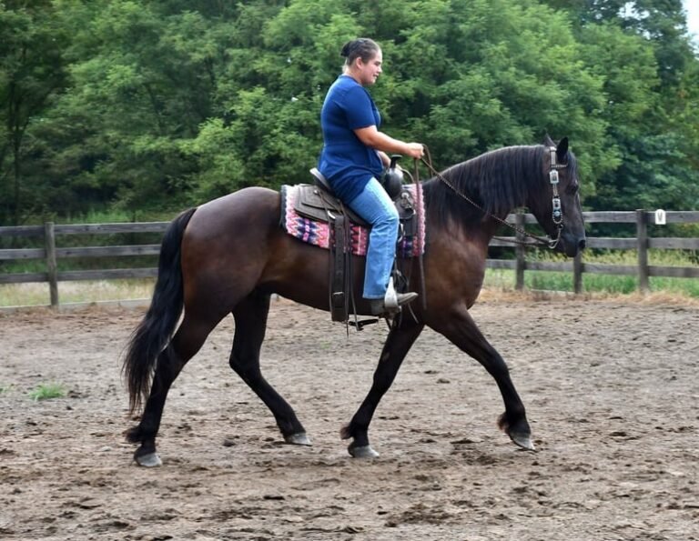 🐎 Friesian Quarter Horse for Sale USA