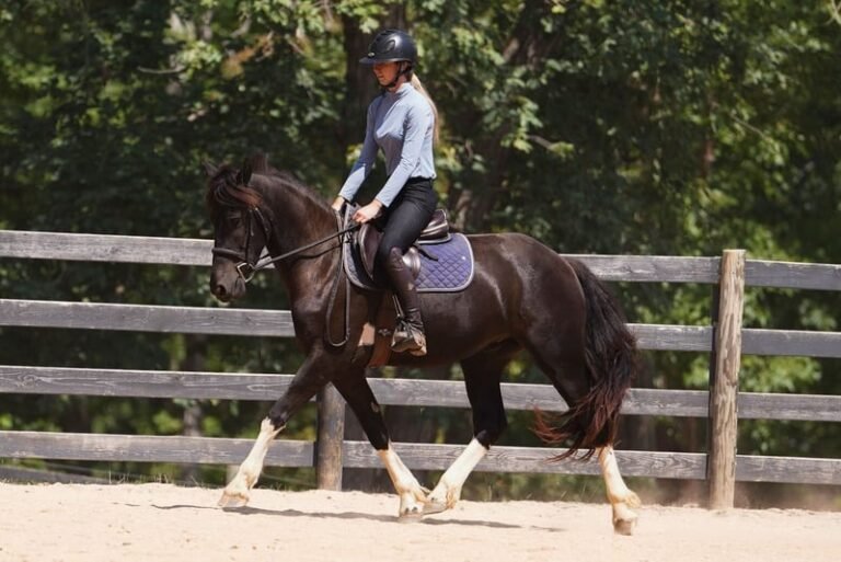 warlander mare for sale usa