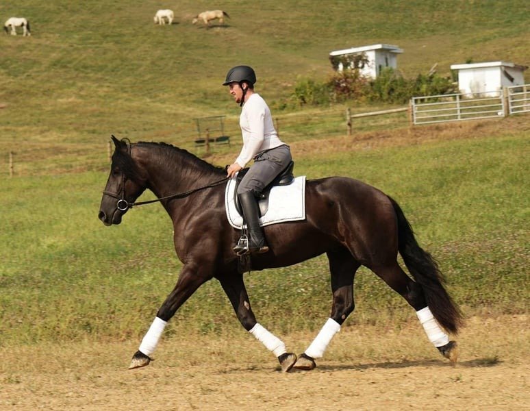 Friesian Cross Gelding for Sale USA