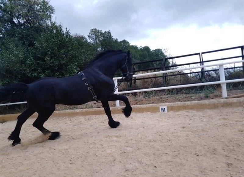 🐎 Friesian Stallion for Sale EU