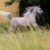 Arabian Gelding for Sale Germany