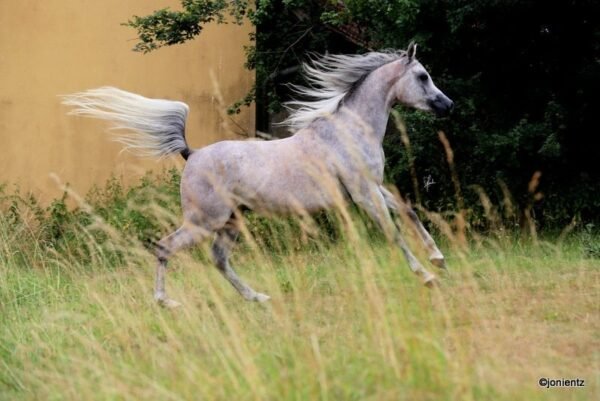Arabian Gelding for Sale Germany
