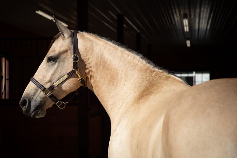 🐎 Friesian Sporthorse Gelding for Sale USA