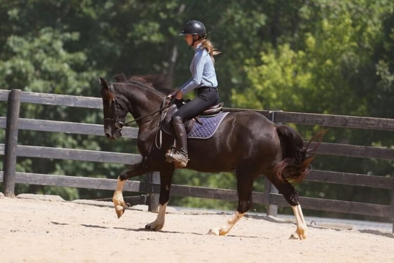 warlander mare for sale usa