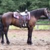🐎 Friesian Quarter Horse for Sale USA