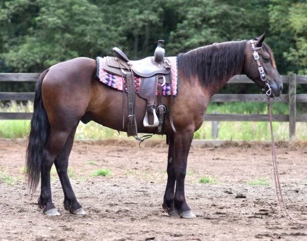 🐎 Friesian Quarter Horse for Sale USA
