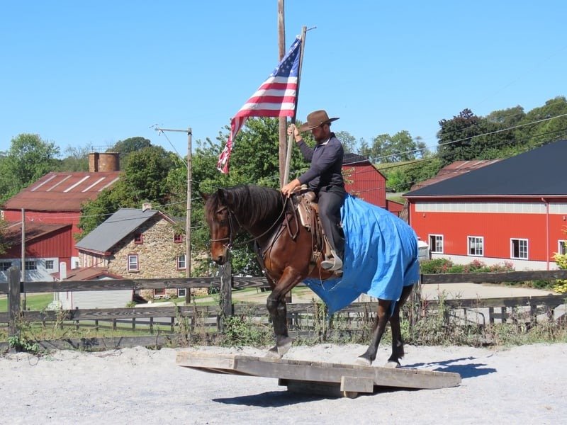 🐎 Friesian Mare for Sale USA