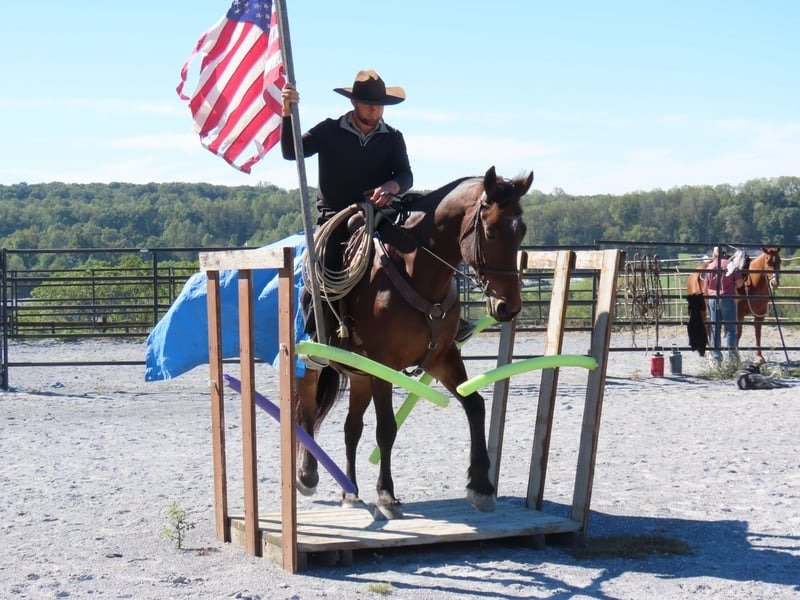 🐎 Friesian Mare for Sale USA