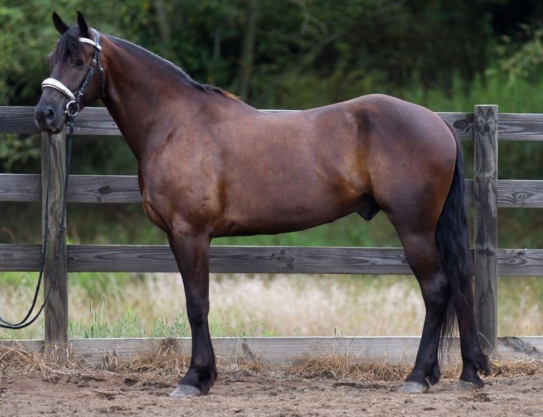 🐎 Friesian Quarter Horse for Sale USA