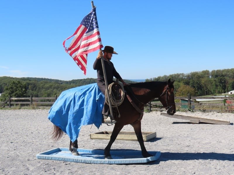 🐎 Friesian Mare for Sale USA