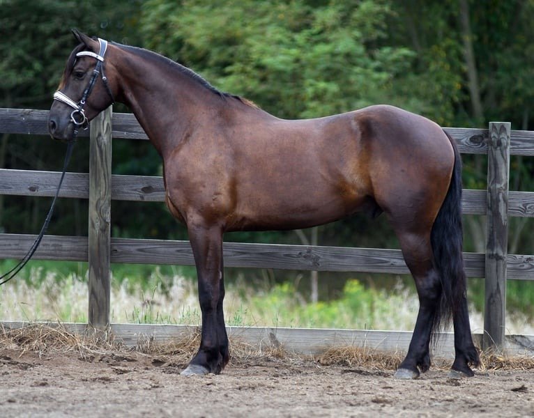 🐎 Friesian Quarter Horse for Sale USA