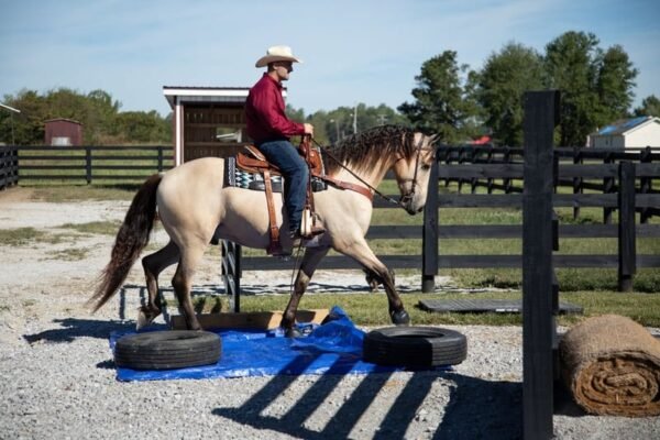 🐎 Friesian Sporthorse Gelding for Sale USA
