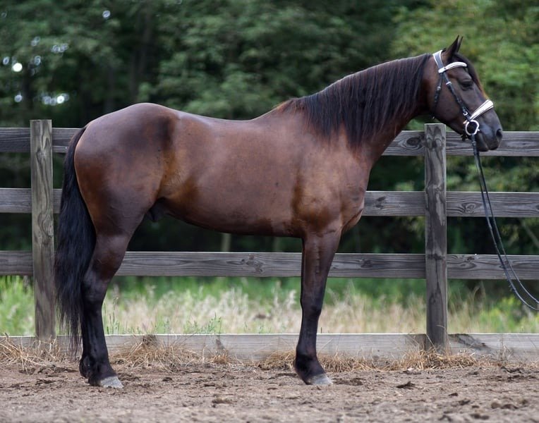 🐎 Friesian Quarter Horse for Sale USA