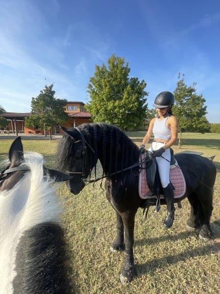 🐎 Friesian Stallion for Sale EU