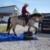 🐎 Friesian Sporthorse Gelding for Sale USA