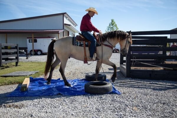 🐎 Friesian Sporthorse Gelding for Sale USA