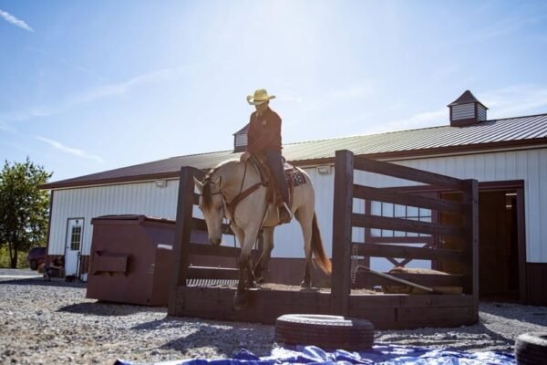 🐎 Friesian Sporthorse Gelding for Sale USA